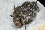 Rare, Encrinurus Trilobite From Malvern England #130197-2